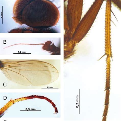 Baeoura Staryi Sp N 1 Wing 2 3 Male Terminalia Dorsal View 4 5 Download Scientific Diagram