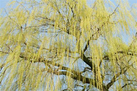 Weeping Willow Tree - PatternPictures