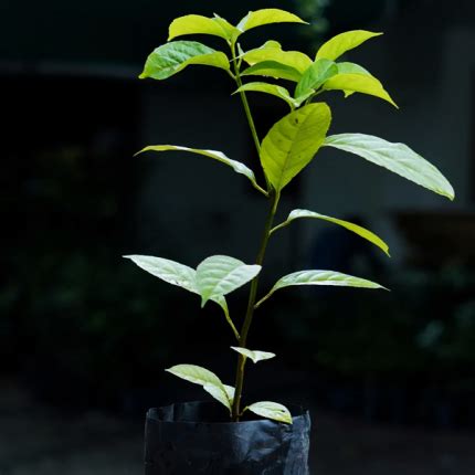 Buy Rollinia Annona Mucosa Fruit Plant Kerala Nursery