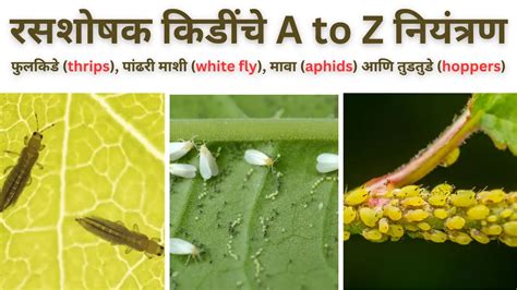 Sucking Pest रसशोषक किडींचे A To Z नियंत्रण