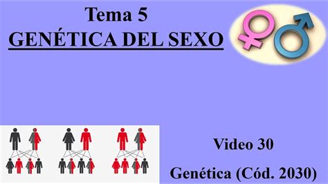 33 Tema 5 Genética Del Sexo Determinación Del Sexo Genética Cód