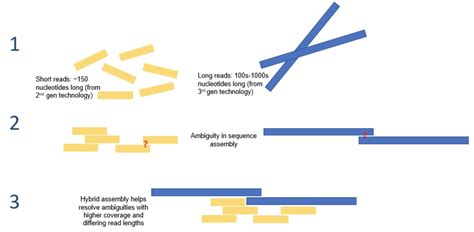 Identifying Bacteria Through Look, Growth, Stain and Strain 