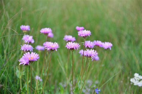 自然 花 草本植物 Pixabay上的免费照片 Pixabay