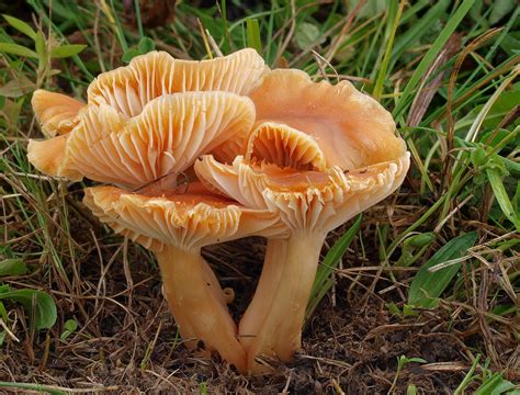 Cuphophyllus Pratensis The Ultimate Mushroom Guide