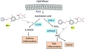A novel class of tyrosine derivatives as dual 5-LOX and COX-2/mPGES1 ...