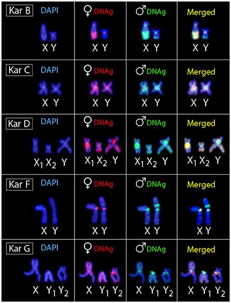 Frontiers Sex Chromosome Evolution And Genomic Divergence In The Fish Hoplias Malabaricus