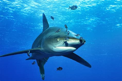 Sharks and CITES | Themes | Japan Wildlife Conservation Society (JWCS)