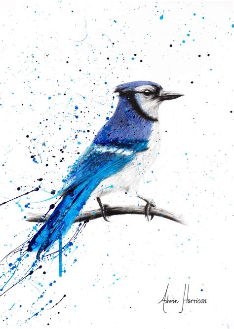 blue jay drawing 6