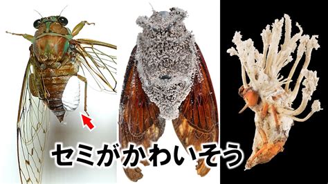 セミの寄生虫や病気が鬼畜すぎる Youtube