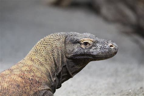 Zoo The Large Scaled Water Monitor Varanus Nuchalis Stock Image Image