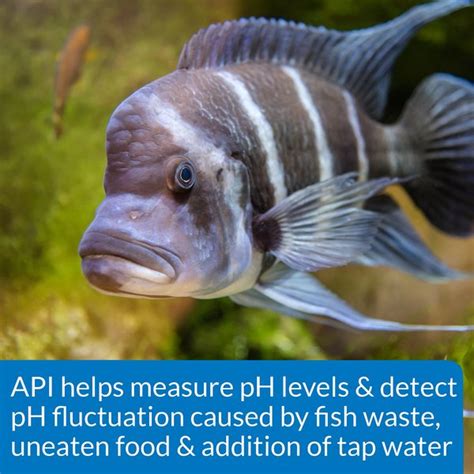 API High Range PH Fresh Salt Water Aquarium Test Kit 160 Count