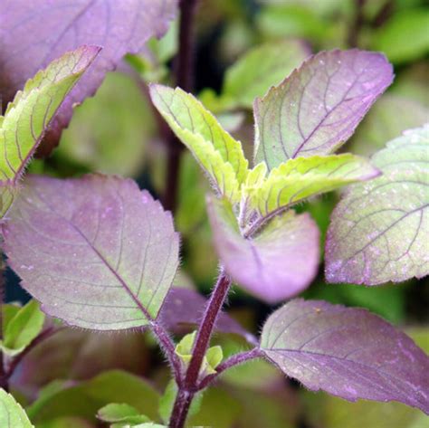 Red Leaf Holy Basil Seeds Krishna Tulsi Ocimum Sanctum Tenuiflorum