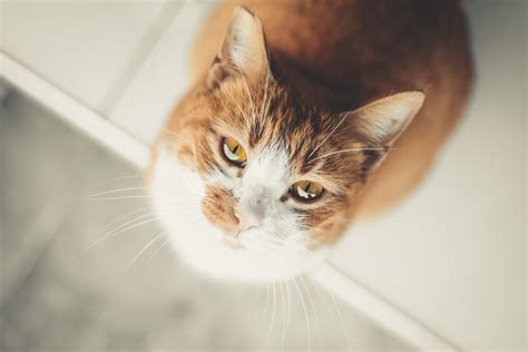Gato Amarelo E Branco - Gato amarelo: conheça as características e personalidade deste pet ...