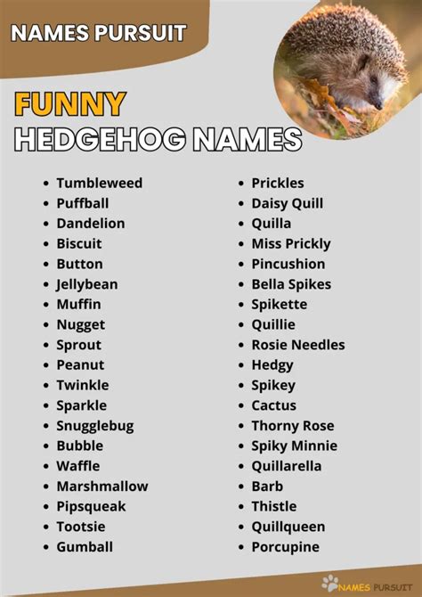 380+ Funny Hedgehog Names [Silly & Creative Choices]