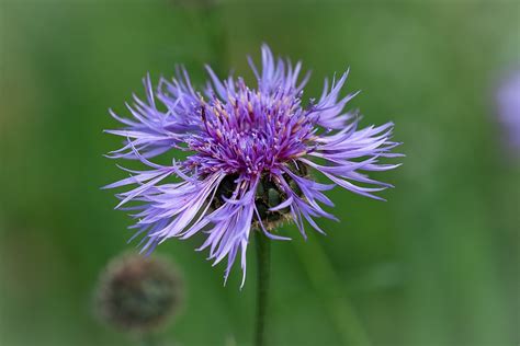 Flockenblume Blau Blaue Kostenloses Foto Auf Pixabay Pixabay