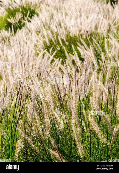 Fountain Grass Pennisetum Setaceum Near Hapuna Beach Kohala Coast