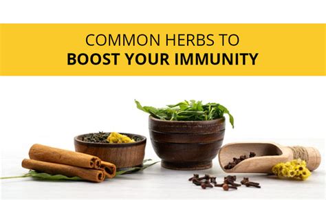 Common Herbs To Boost Your Immunity – Preserva Welleness