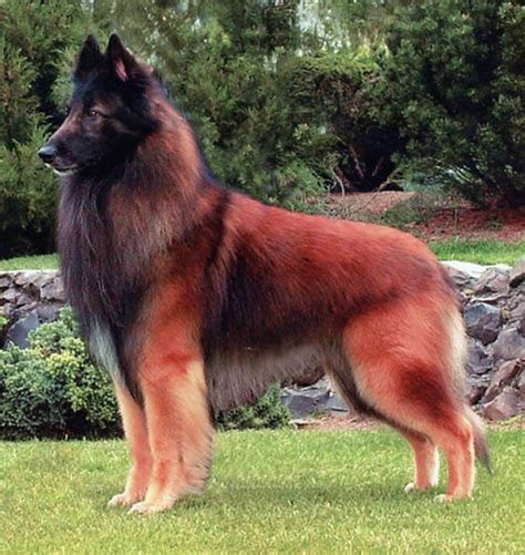 Belgian Tervuren Shepherd Pics