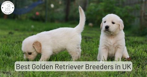 Top Golden Retriever Breeders In Uk 2025 List Of 8 Local Breeders