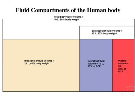 Solution Fluid Compartments Of The Human Body Studypool