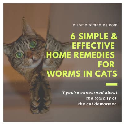 6 Effective Home Remedies For Worms In Cats | EHome Remedies