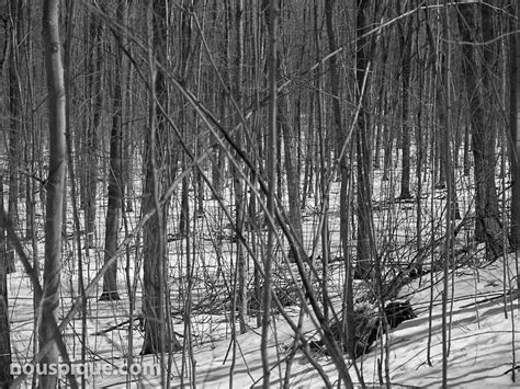 Maple Sugar Bush Maple Sugar Bush Pine House Farm Wyebr Flickr