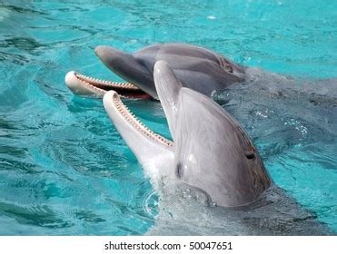 Dolphin Laughing Royalty-Free Images, Stock Photos & Pictures ...