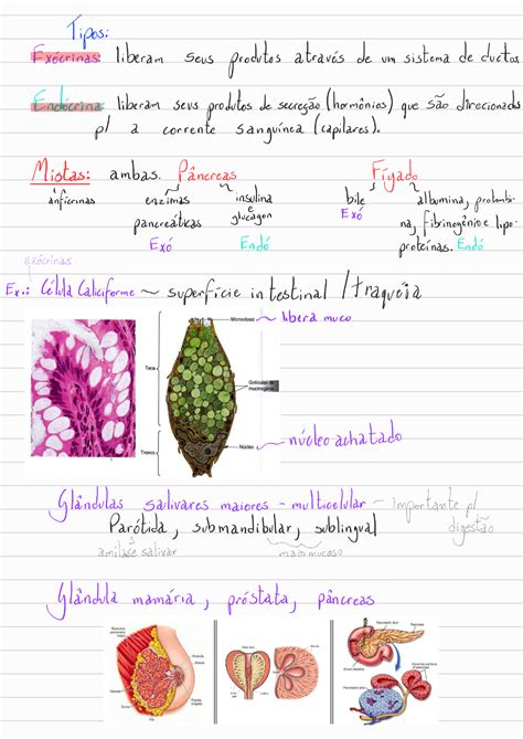 Apostila Tecido Epitelial Glandular Histologia I Hot Sex Picture