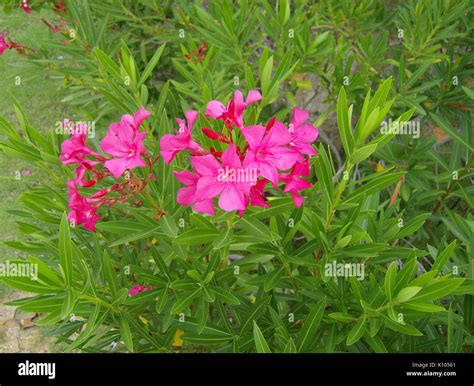 Adelfa hi-res stock photography and images - Alamy