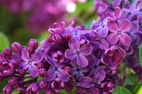 Lilac Flowers Plants Free Photo On Pixabay Pixabay