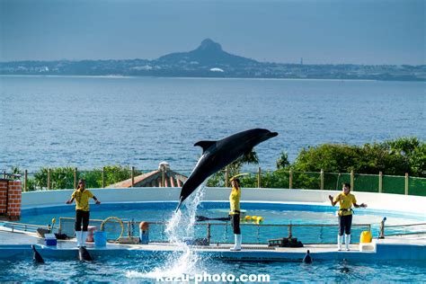 美ら海水族館 70 200mmf28で撮影したイルカショーの写真 αのevfが見せる世界