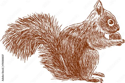 Squirrel With Nut Stock Vector Adobe Stock