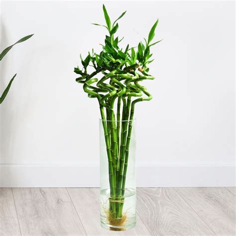 Lucky Bamboo Stick In Glass Vase Bamboo Plant 100cm Blozem