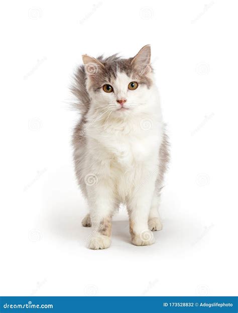 Cute Domestic Medium Hair Cat Stock Photo - Image of medium, shot ...