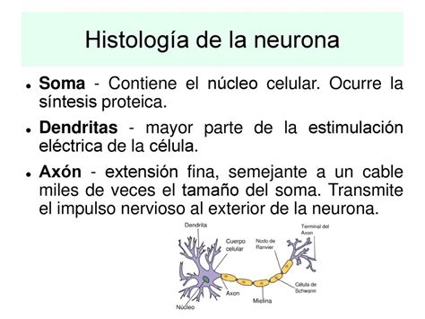 Bases estructurales y fisico químicas del tejido excitable ppt descargar