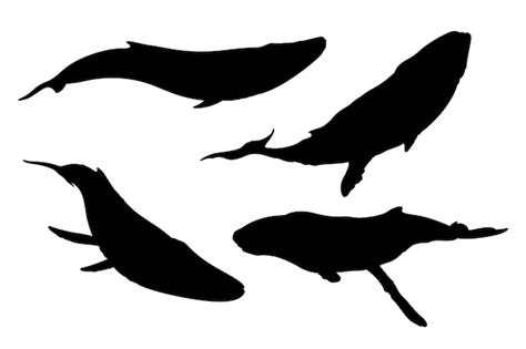 Free Vector | Hand drawn whale silhouette