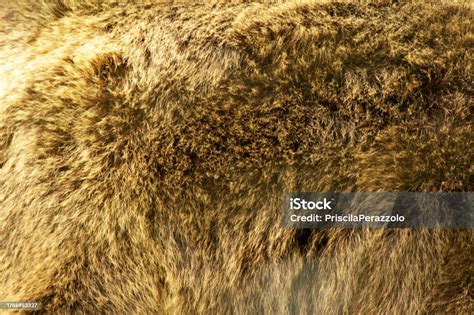 Brown Bear Fur Texture Stock Photo - Download Image Now - Animal Skin ...