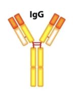 30 Immunoglobulin Classes And Their Characteristics Flashcards Quizlet