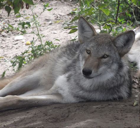 Meet the Coywolf, a Coyote and Wolf Hybrid with a Growing Population