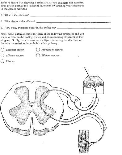 Reflex Arc Diagram Quizlet