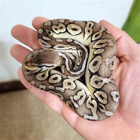 Ball Python Care Sheet Complete Setup And Guide