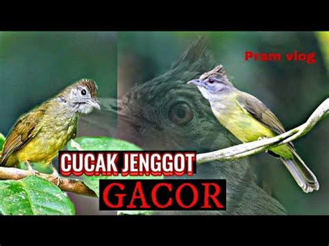 Cucak Jenggot Gacor TERBARU 2023 Masteran Murai Batu YouTube