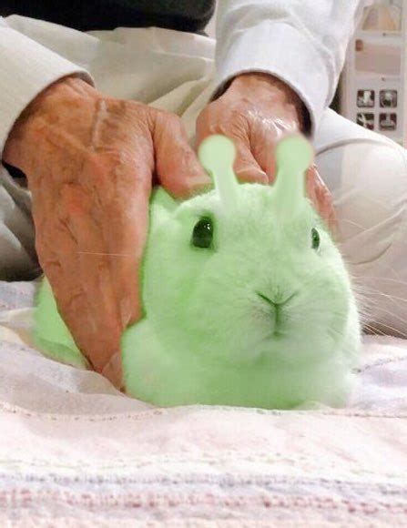 Green Alien Bunny Alienposting Zeep Glorp Know Your Meme