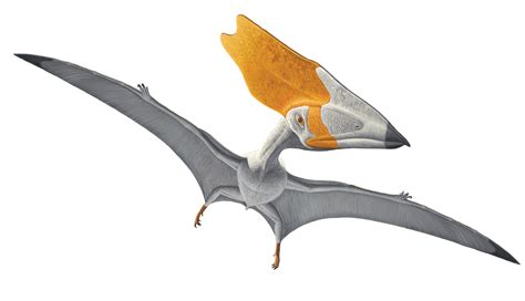 Pterosaurs PNG HD Image PNG All