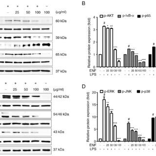 Inhibitory effect of ENF on Akt IκB NF κB and MAPK signaling protein