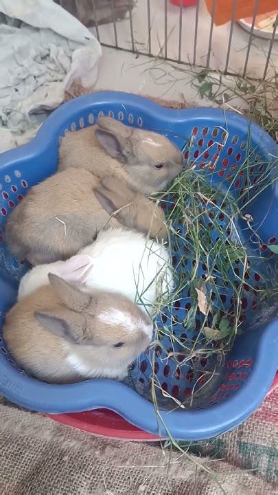 Cute Bunny Eating Grass Youtube