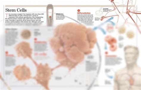 SOLUTION: Stem cells in cellular division in human body - Studypool