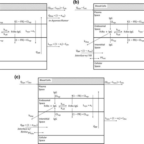 Schematic Of The Whole Body Pbpk Model For Antibody Distribution