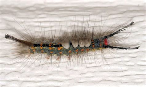 Tussock Moths Orygia Spp