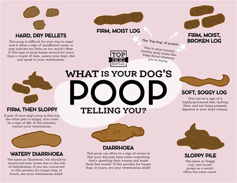 Solving The Mystery Of Dog Poop Daadog